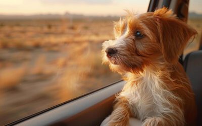 For pet transport services from Newcastle to London